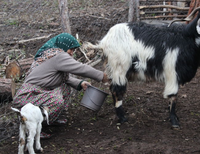 34 yıldır ormanda keçileriyle birlikte yaşıyorlar